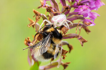 Flower crab spider (Thomisus onustus) eating a bumblebee