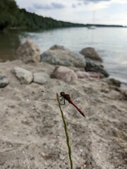 portrait of dragonfly on the grass with picturesque background lake and sand coast