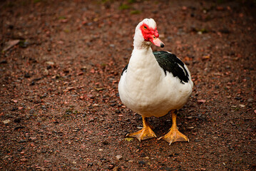 portrait of a white goose Newmiller Lake