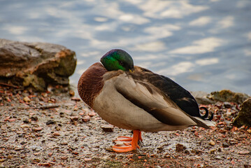 duck on the Newmiller Lake