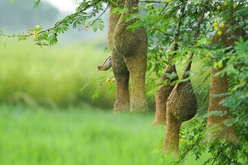 Baya weaver (Ploceus philippinus) with Nest, ready to jump and fly