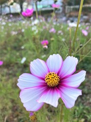 오후의 산책 중 만난 들꽃
