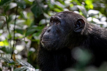 Adult chimpanzee, pan troglodytes, in the tropical rainforest of Kibale National Park, western Uganda.