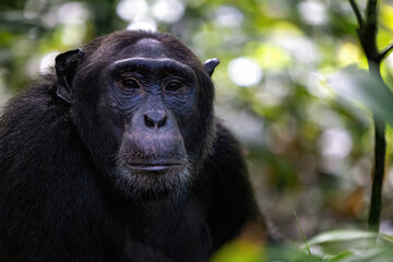 Adult chimpanzee, pan troglodytes, in the tropical rainforest of Kibale National Park, western Uganda.
