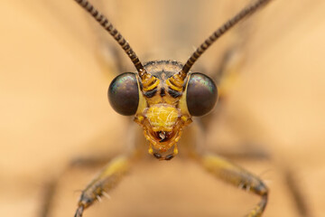 Antlion (Distoleon tetragrammicus), detail of the head