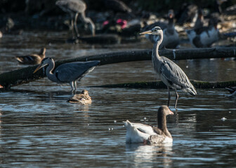 gray heron