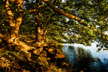 autumn in the forest Treeton Dyke