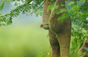 Baya weaver sitting on nest on the tree, Masked Weaver; Ploceus Velatus, baya wevaer sparrow bird, golden weaver