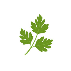 Parsley. Aromatic herb. Flat style.	