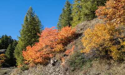  Autumn colors in the mountains near Briancon, Hautes-Alpes, France