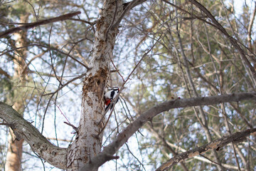 A beautiful great spotted woodpecker sits on a twig in winter in the forest and eats seeds. Close-up. Summer scene of wild nature. bird watching