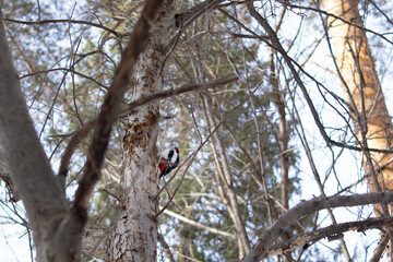 A beautiful great spotted woodpecker sits on a twig in winter in the forest and eats seeds. Close-up. Summer scene of wild nature. bird watching