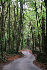 Winding road in a beech forest in autumn, footpath in a beech forest in the volcanic area of Garrotxa in Catalonia, Spain.