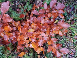 Fondo natural con detalle y textura de multitud de hojas de otoño, en tonos marrones y verdes