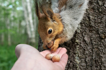 A cute curious red squirrel in a gray coat on a tree trunk in the forest in the summer eats nuts and seeds from his hand. close-up. Summer wildlife scene with orange fur coat animal.
