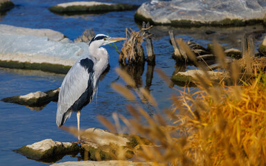 A grey heron(Ardea cinerea) resting on one leg at the water's edge
