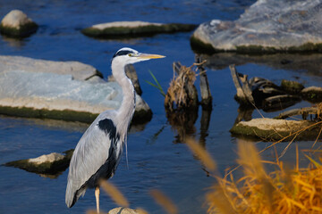 A grey heron(Ardea cinerea) resting on one leg at the water's edge