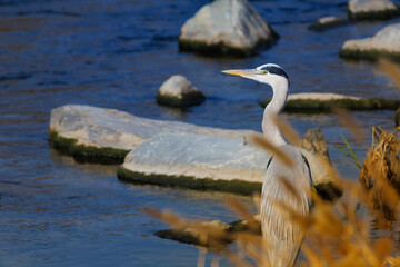 A grey heron(Ardea cinerea) resting on one leg at the water's edge