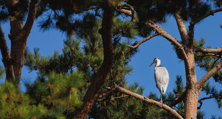 A grey heron(Ardea cinerea) resting on one leg on the pine