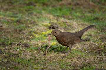 blackbird in the grass and the worm