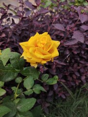yellow rose in the garden