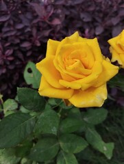 single yellow rose