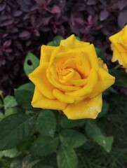 yellow rose on green background