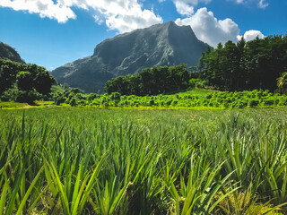 Green mountain landscape with fresh pineapple field, forest and mount range. Awesome alpine highlands in sunny day. Beautiful nature background. Travel, tourism, adventure. Polynesia, Moorea island - obrazy, fototapety, plakaty
