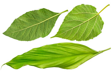 three isolated fresh leaves. blackberry leaves and long fibrous leaves.