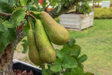 Conference pears hanging on a branch taken at the Floriade in Almere. Selective focus on the fruit
