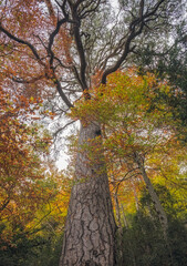 Pi Gros, a Monumental Pine at Ports de Beseit, Catalonia