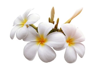 Naklejka na ściany i meble frangipani flower isolated white background
