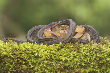 A field crab is eating a dragon snake on a moss-covered rock. This animal has the scientific name Parathelphusa convexa.