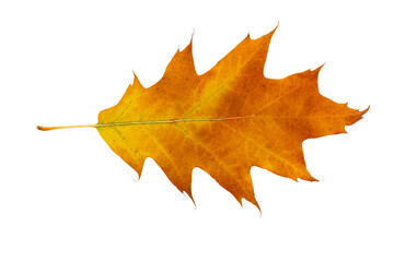 Autumn maple leaf bright on white background.