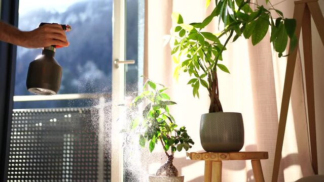 Using a spray bottle to moisten tropical plants in a modern living room (put water or insecticide)