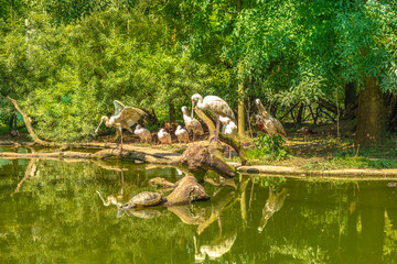 white birds African spoonbills standing in a lake reflected in the water. Freshwater and coastal birds in the family Threskiornithidae. Platalea alba species of Africa.