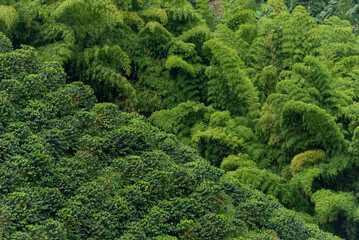 Bamboo forest and coffee plants field in Manizales , Caldas, Antioquia , Colombia - stock photo