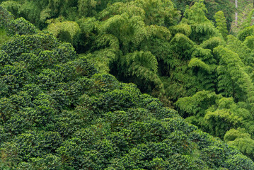 Fototapeta na wymiar Bamboo forest and coffee plants field in Manizales , Caldas, Antioquia , Colombia - stock photo