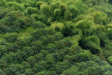 Fototapeta na wymiar Bamboo forest and coffee plants field in Manizales , Caldas, Antioquia , Colombia - stock photo