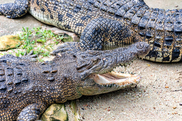 Resting crocodile with opened mouth full of tooths. Crocodiles resting at crocodile farm. Cultivation of crocodiles.