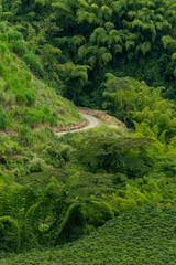 Fototapeta na wymiar Rural road and coffee plants field in Manizales , Caldas, Antioquia , Colombia - stock photo