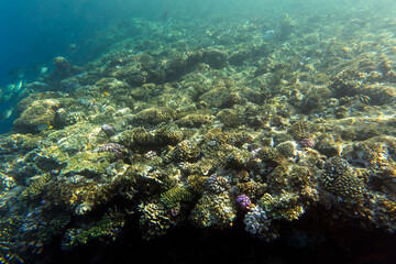 Naklejka na ściany i meble A picture of the coral reef in red sea