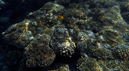 A picture of the coral reef in red sea