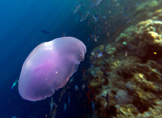Picture of Aurelia aurita jellyfish