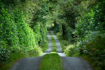 country road like a green tunnel in county Donegal, Ireland