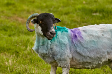 typically coloured sheep on a Pasture in Kerry county, Republik of Ireland
