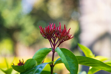 A bunch of Ixora Hybrid Red cluster flowers with green Blurry background