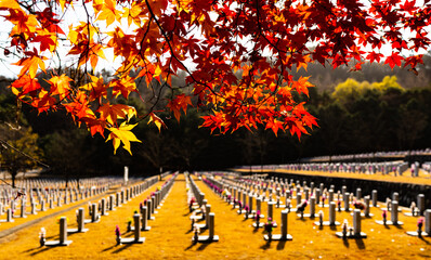 가을 단풍사이 묘역이 보이는 풍경