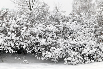 Winter landscape. Snow-covered bushes in Mitino Landscape Park. Moscow, Russia