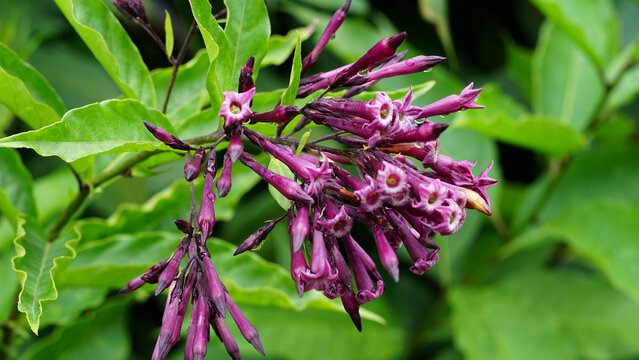 The cestrum elegans or cestrum purple flowers are dark purple in bunches at the ends of tree branches and the leaves are bright green